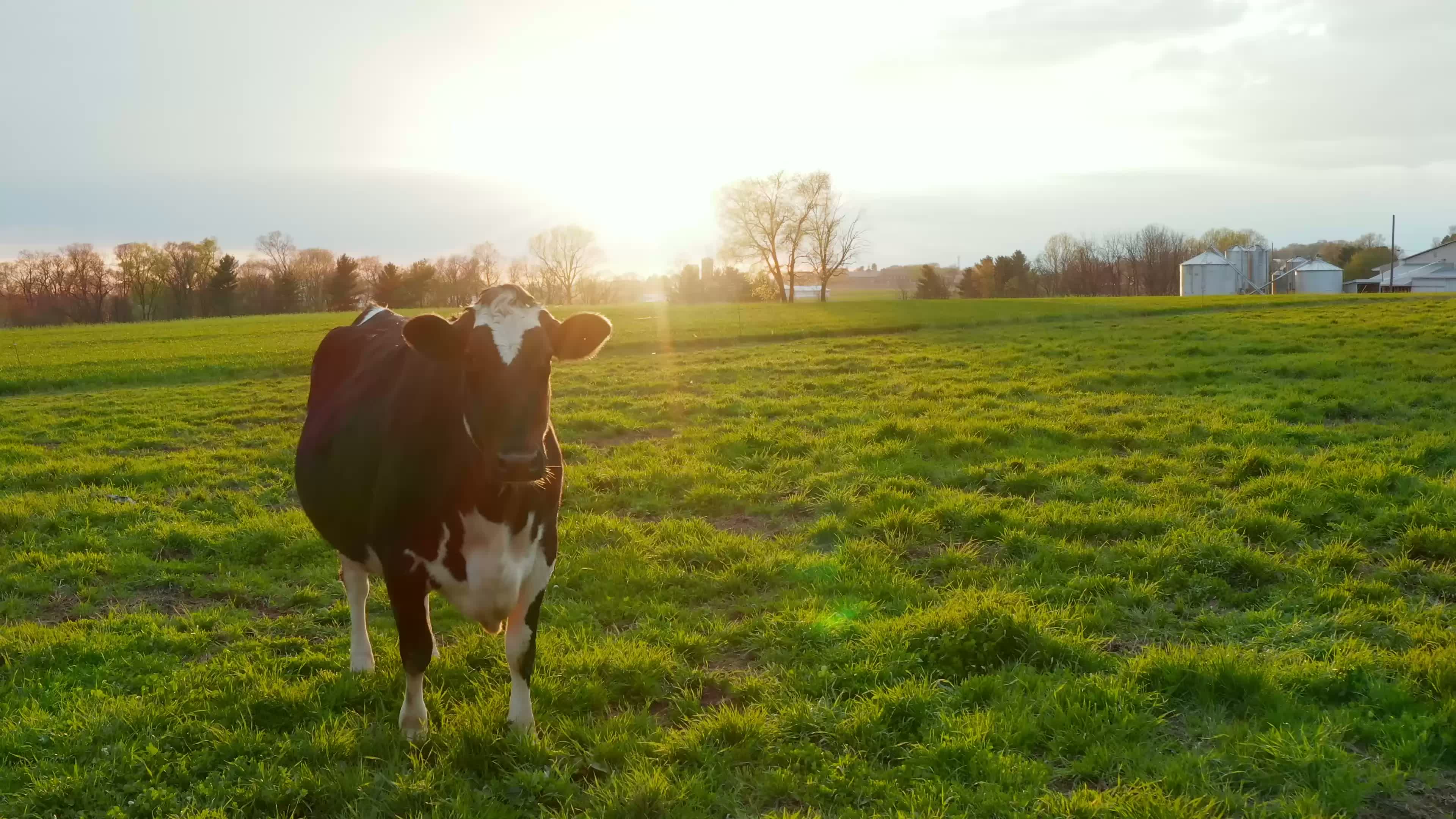 Cows in love placeholder